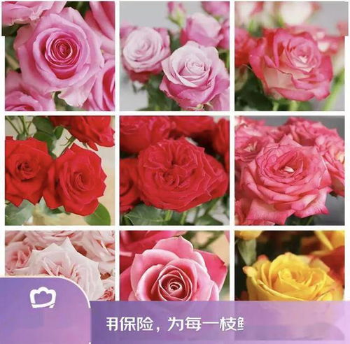 京東鮮花新花樣 615生活鮮花節創新高，引領動態禮品花卉銷售新趨勢